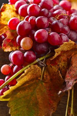 Üzüm üzüm yaprakları ile.