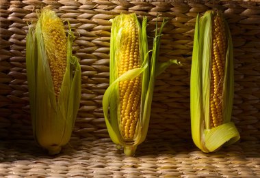 Tatlı mısır koçanı üzerinde .