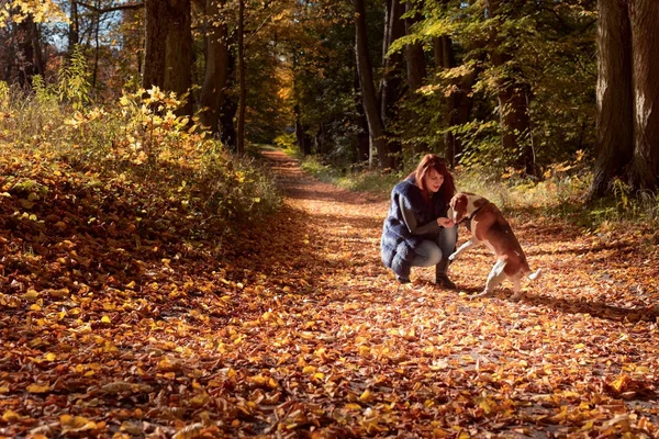 Passeggiate nel parco . — Foto Stock