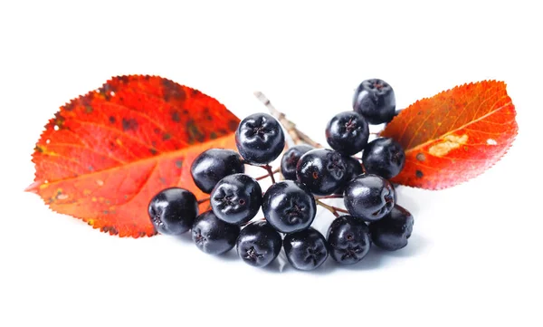 Chokeberry nero isolato su sfondo bianco . — Foto Stock