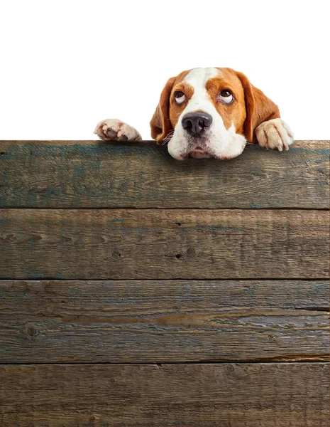 Söt beagle valp tittar på toppen . — Stockfoto