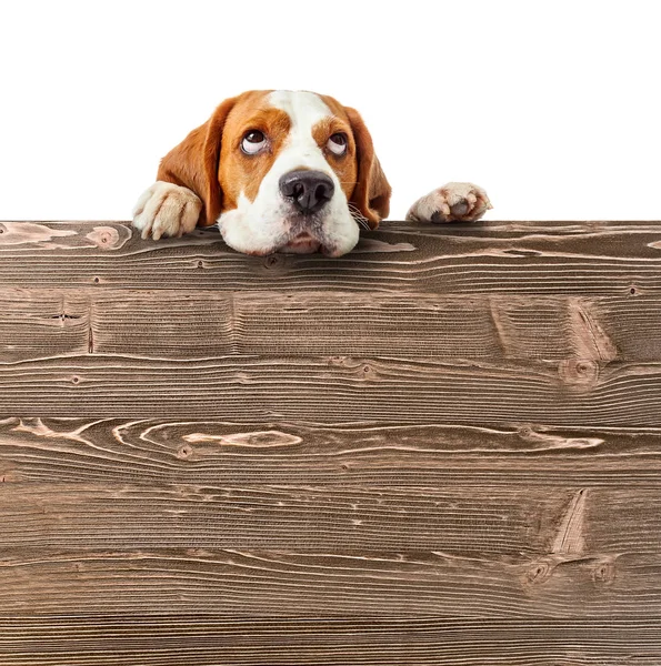 Cute beagle puppy looking at the top . — Stock Photo, Image