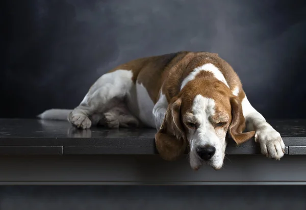 Renrasiga Beagle på det grå fältet . — Stockfoto