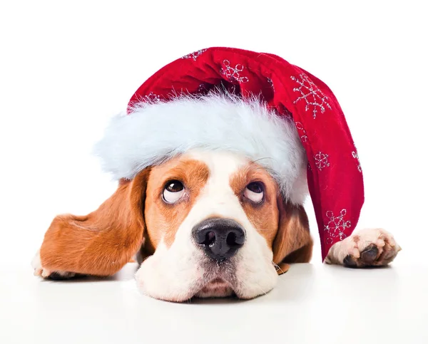 Beagle mit Weihnachtsmütze isoliert auf weiß. — Stockfoto