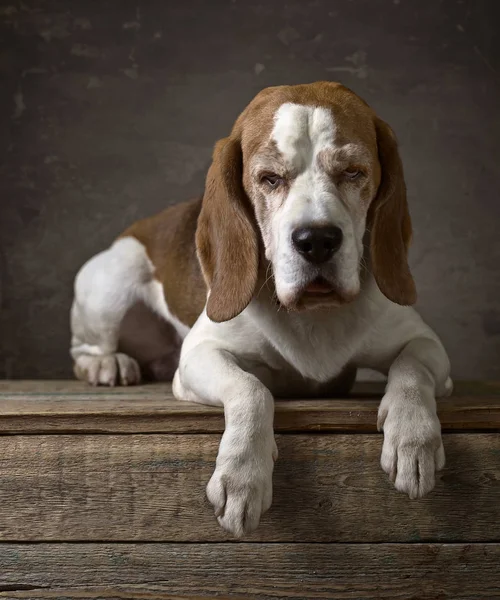 Portrait of a purebred Beagle . — Stock Photo, Image