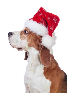  Beagle beyaz üzerinde izole 