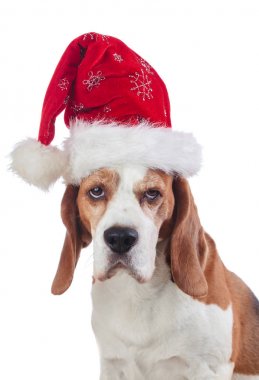 Beyaz arka plan üzerinde Santa şapka Beagle.