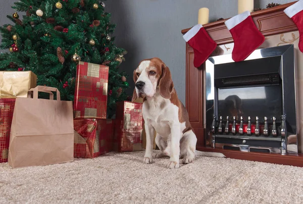 Niedlicher Beagle und Weihnachtsgeschenke. — Stockfoto