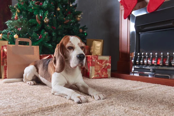 Niedlicher Beagle und Weihnachtsgeschenke. — Stockfoto