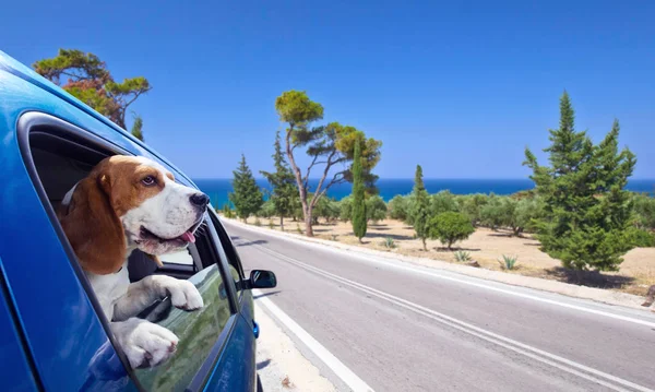 Beagle in blue car. — Stock Photo, Image