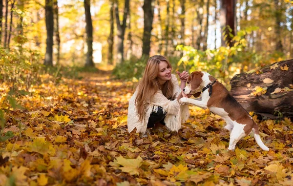 Gyönyörű lány a parkban beagle. — Stock Fotó