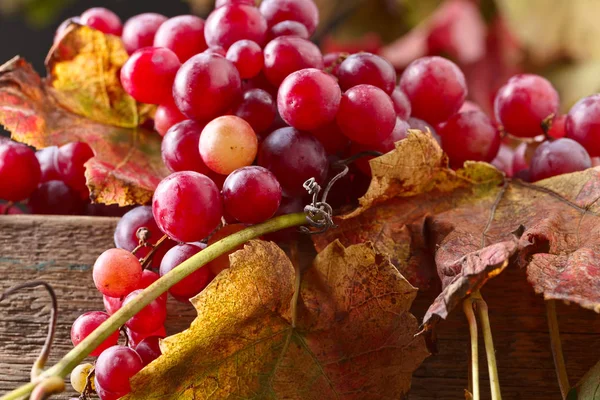 Üzüm üzüm yaprakları ile.