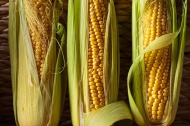 Taze tatlı mısır koçanı üzerinde .