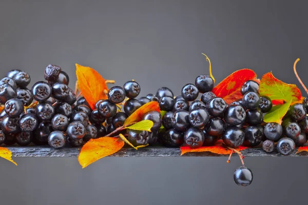 Black chokeberry s listím na tmavém pozadí. — Stock fotografie