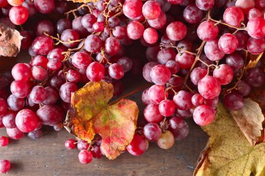 yaprakları ile üzüm.