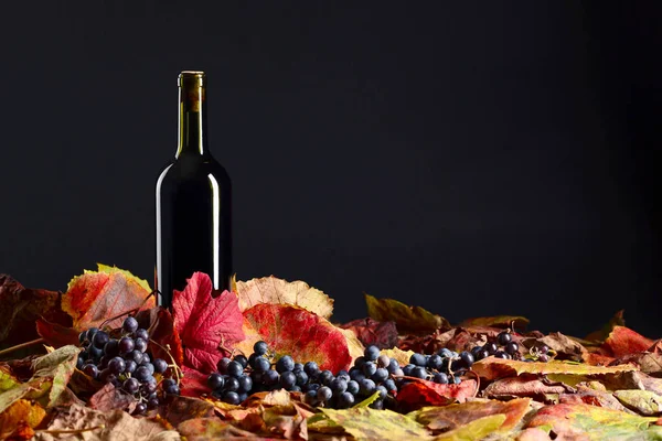 Vinho tinto, uvas e folhas secas de videira  . — Fotografia de Stock