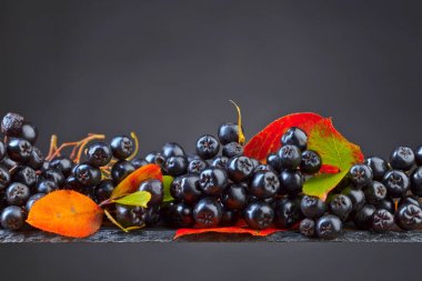 Sonbahar yaprakları koyu arka plan üzerinde siyah chokeberry.
