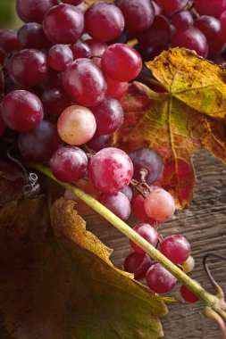 Üzüm üzüm yaprakları ile.