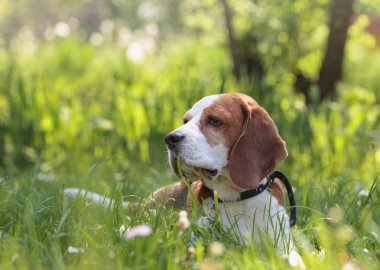 Beagle köpek yaz ormanda bir çim üzerinde yalan.