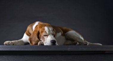 Köpek karanlık bir arka plan üzerinde uyuyor.