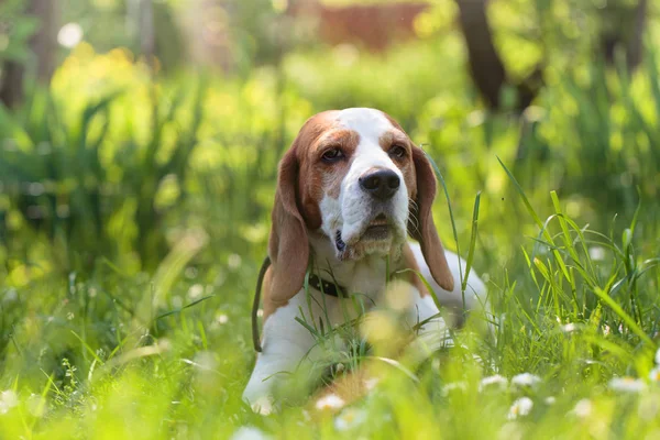 Cão beagle na floresta de verão deitado em uma grama . — Fotografia de Stock