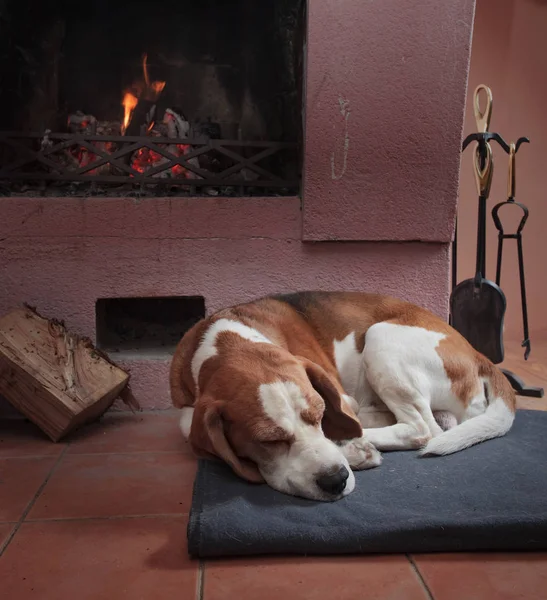 A kandalló mellett a padlón nyugszik Beagle . — Stock Fotó