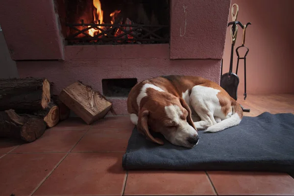 Beagle rusten op de vloer bij de open haard . — Stockfoto