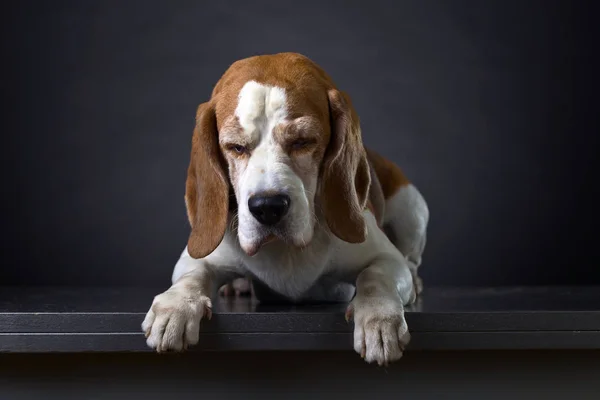 Čistokrevná dospělých beagle . — Stock fotografie