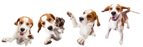 Beyaz bir arka plan üzerinde izole köpek sıçramak .