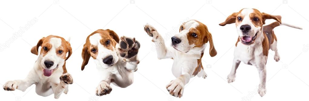 Jumping dog isolated on a white background .