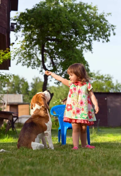 Küçük kız köpek çim ile oynarken . — Stok fotoğraf