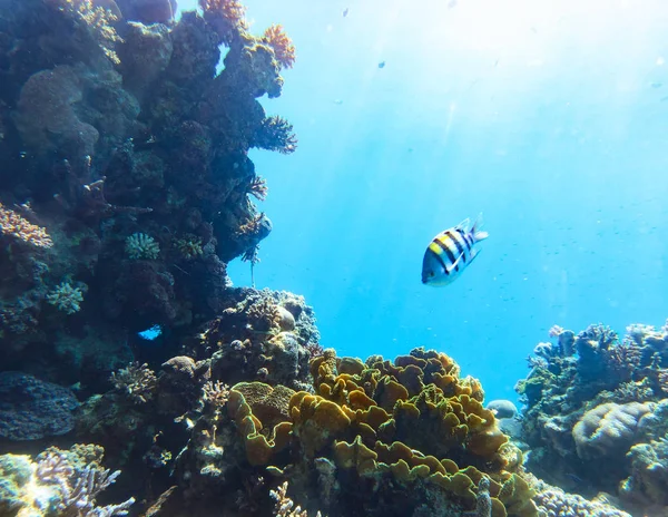 Escena submarina. Mar Rojo, Israel . —  Fotos de Stock