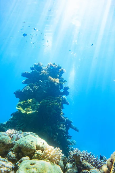 Escena submarina. Mar Rojo, Israel . —  Fotos de Stock