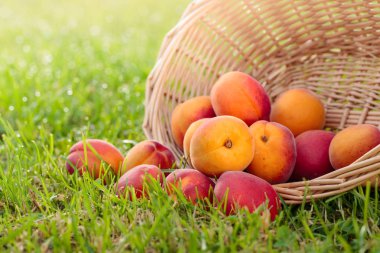 Taze şeftali meyve sepeti içinde .