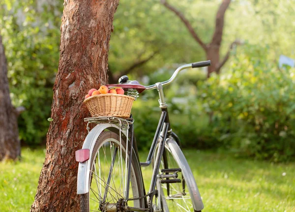Albaricoques maduros jugosos en cesta en bicicleta . —  Fotos de Stock