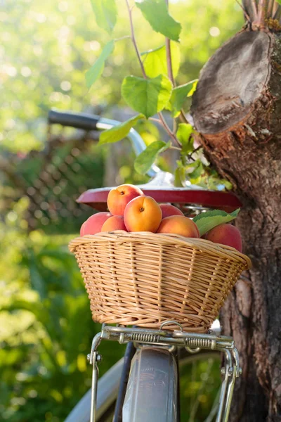 Сочные спелые абрикосы в корзине на велосипеде . — стоковое фото