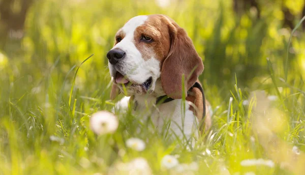 Beagle nas moitas de grama na floresta . — Fotografia de Stock