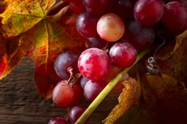 Üzüm üzüm yaprakları ile.