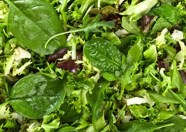 Frisse groene salade met spinazie, rucola en sla . — Stockfoto