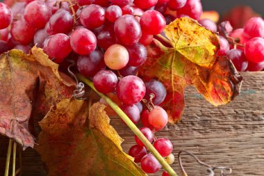Üzüm üzüm yaprakları ile.