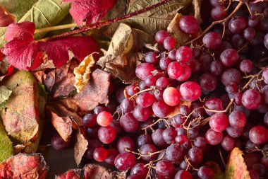 Üzüm üzüm yaprakları ile.