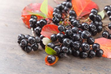 Sonbahar yaprakları ile siyah chokeberry .