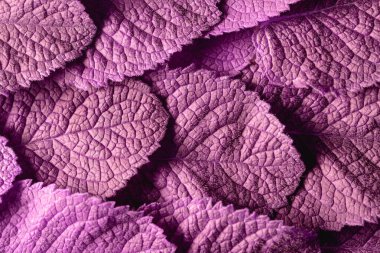 arka plan nane yaprakları. 