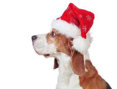 Beyaz arka planda izole edilmiş Noel Baba şapkalı köpek profili. 
