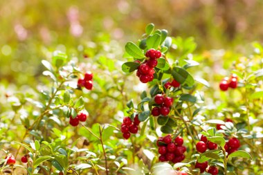 Kırmızı cowberry, Lingonberry veya partridgeberry. Orman doğal geri