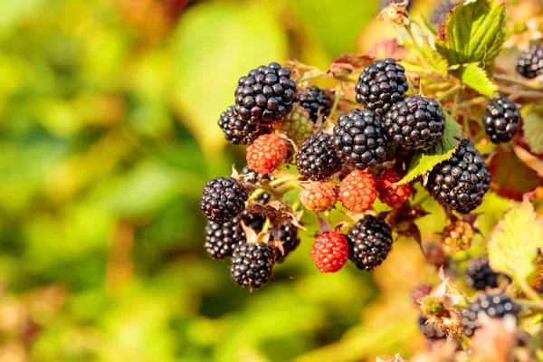 Bush av björnbär i trädgården på soluppgången. — Stockfoto