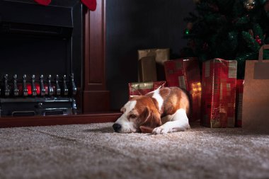 Beagle Chris ile boş odada şöminenin yanında dinleniyor.