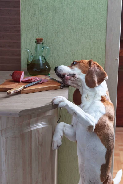 Głodny beagle kradnie kiełbasę ze stołu. — Zdjęcie stockowe