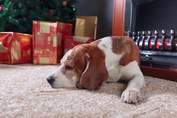 Beagle resto en la alfombra cerca de la chimenea en habitación vacía con Chris —  Fotos de Stock