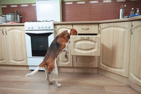 Beagle in keuken zoekt iets lekkers. — Stockfoto